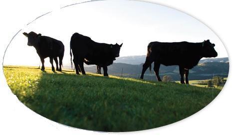 歐洲視角 牛血清在生物制品生產中的監管指南與質量考量