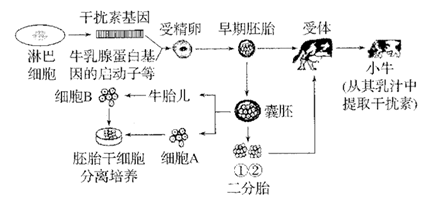 基因工程技術的突破 利用微生物規?；a干擾素