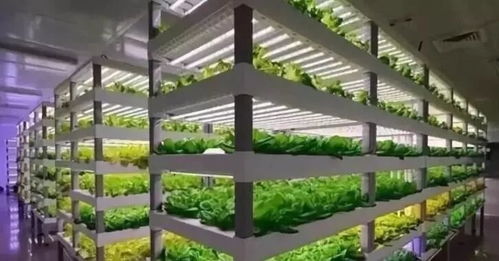 植物工廠 短期不盈利，長(zhǎng)期價(jià)值可期